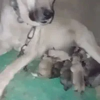 واگذاری ماده سرابی نگهبان|سگ|کرمانشاه, |دیوار