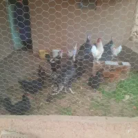 مرغ وخروس ،بوقلمون، بلدرچین|حیوانات مزرعه|بشاریات, |دیوار