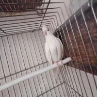 عروس هلندی آلبینو|پرنده|قم, شهرک مهدیه (مدرس)|دیوار