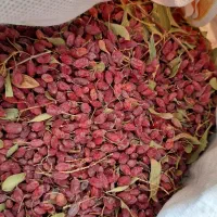 زرشک روی درخت سربیشه