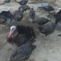 بوقلمون برنزکرچ