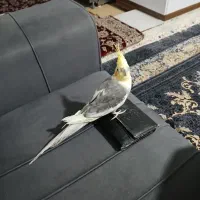 عروس هلندی گم شده