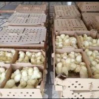 کارخانه سپید ماکیان ،جوجه گوشتی راس 308،مرغ گوشتی|حیوانات مزرعه|اصفهان, سپاهان‌شهر|دیوار