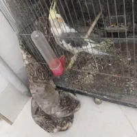 عروس هلندی|پرنده|پاکدشت, پاکدشت (مامازند)|دیوار