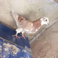 کبوتر