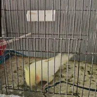 عروس هلندی|پرنده|مینودشت, |دیوار