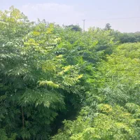 نهال زیتون تلخ سه ساله
