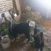 دوعدد بز خوب وسالم