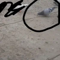 گمشده|حیوانات|بجنورد, |دیوار