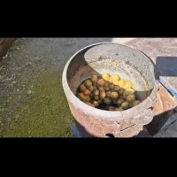 دستگاه گردو پوست کن