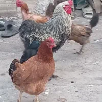 مرغ و خروس