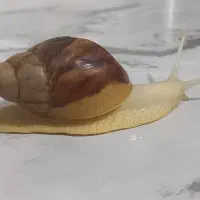 فروش حلزوون