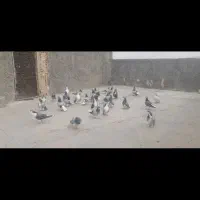 کبوتر دمگیر