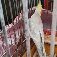 عروس هلندی نر|پرنده|تهران, هفده شهریور|دیوار