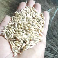 فروش گندم کوهدشت وجو محلی|گل و گیاه طبیعی|انگوت, |دیوار