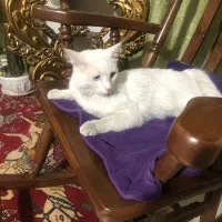 گربه|گربه|تبریز, |دیوار