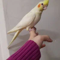 جوجه عروس هلندی