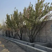 باغ-باغچه-ویلا-237-متری-قدیمی-تکمیل-تک-برگ-سند