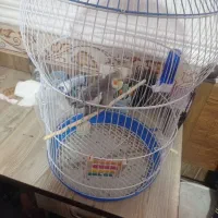 عروس هلندی نر