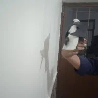 شکارامروزدربف|حیوانات|بناب, |دیوار