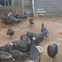 بوقلمون محلی و ارگانیک، طعم اصیل و سلامتی بی‌نظیر|حیوانات مزرعه|رشت, توشیبا|دیوار