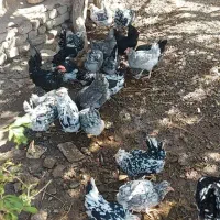 تخم مرغ نطفه دار نژاد گلین|حیوانات مزرعه|رفسنجان, |دیوار