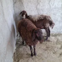 میش بابره نر هترو