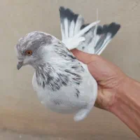 کفتر یا کبوتر