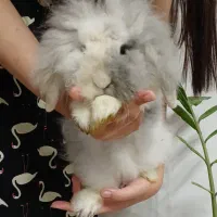 خرگوش لوپ کاراملی|موش و خرگوش|بابل, |دیوار