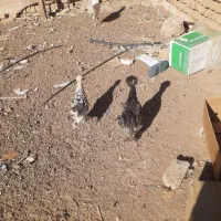 نیمچه پنچ ماهه سلطان|حیوانات مزرعه|زاویه, |دیوار