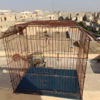 قفس پرنده