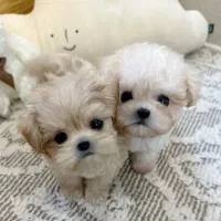 poodle maltese|سگ|تهران, مخصوص|دیوار
