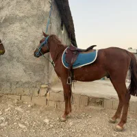 دو عدد نریان|اسب و تجهیزات اسبسواری|بوشهر, |دیوار