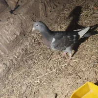جوجه اردن و ویگن مسافتی