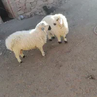 فروش بره نر سبک وزن وبزغاله|حیوانات مزرعه|بیرجند, |دیوار