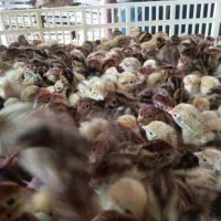فروش جوجه بلدرچین یک روزه نژاد فوق سنگین|حیوانات مزرعه|سنندج, |دیوار