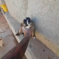 سگ پاکوتاه|سگ|بهار, |دیوار