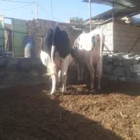 پشت نخری تازه زا و آبستن سنگین با گوساله ماده