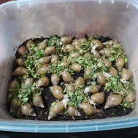 فروش حلزون‌ یا حلزون‌ تراپی