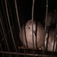 پرنده زینتی|پرنده|فاضل آباد, |دیوار