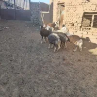 بره ماده چال|حیوانات مزرعه|جلگه رخ, |دیوار