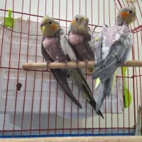 دوعددعروس هلندی نروماده وجوجه ها