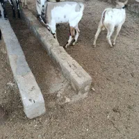 نری و بره ونزاه