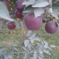 باغبانی،هرس،سمپاشی و اجاره محصولات کشاورزی