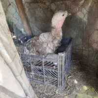 بوقلمون ماده کرچ