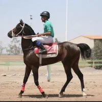 کارگر اصطبل اسب