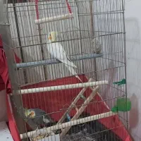 جفت عروس هلندی|پرنده|شوش, |دیوار