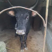 گاو نر نقش یقه بسیار آرام خوش خوراک