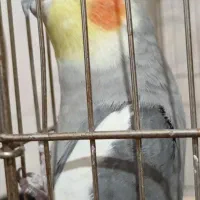 عروس هلندی سخنگو