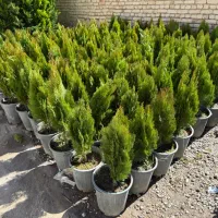 کاج کامیس نوکدار